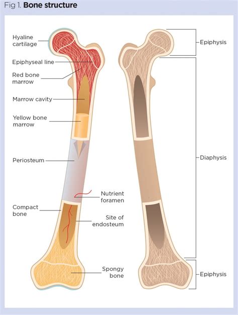 Skeletal System The Anatomy And Physiology Of Bones Nursing Times