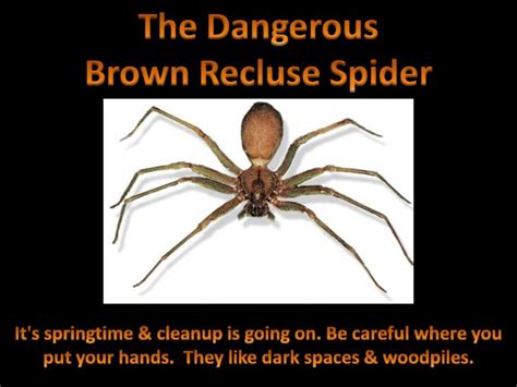 The Itsy Bitsy Spider In 2021 Spider Brown Recluse Spider Brown Recluse