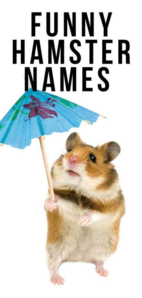 Funny Hamster Names 200 Hilarious Ideas For Naming Your Pet