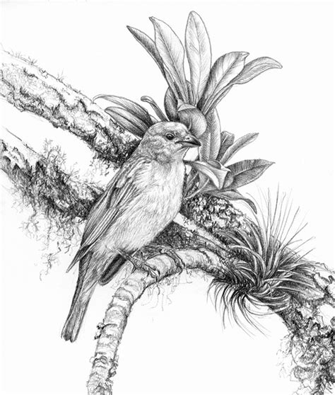 Nature Art Pencil Drawings Birds Jule Im Ausland