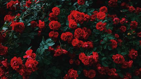 2560x1440 awesome background hd wallpaper free download>. Download wallpaper 2560x1440 roses, bush, bloom, garden, red, contrast widescreen 16:9 hd background