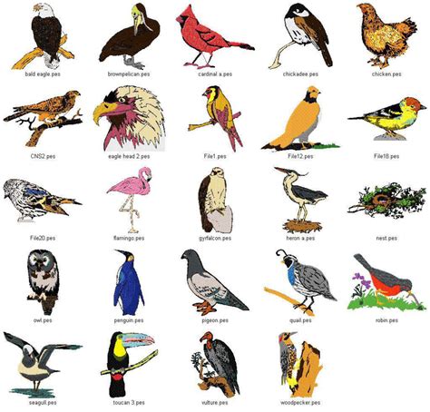 Bird Species List Aol Image Search Results Bird Species Bird Bird