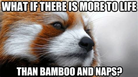 84 mad panda memes funny memes