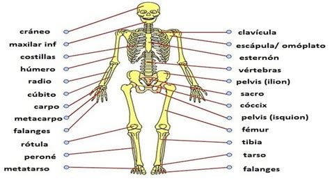 El Sistema Oseo Humano Esquema Del Esqueleto Cuerpo Images Images And