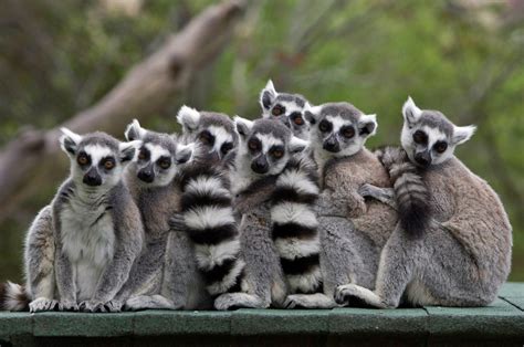 News Stink Flirting Is A Thing Just Ask A Ring Tailed Lemur