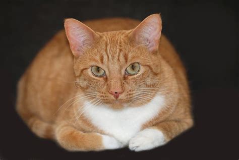 Orange Tabby Cat Stock Photo Image Of Striped Color 18910330