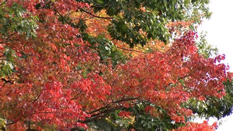 What Trees Turn A Certain Color In The Fall Wwlp