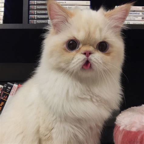 20 Derpy Cats That Are Obsessed With Letting Their Tongues