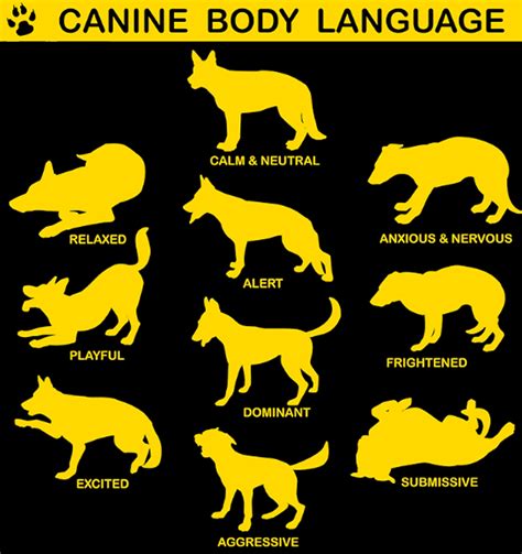 Reading Canine Body Language Part 1