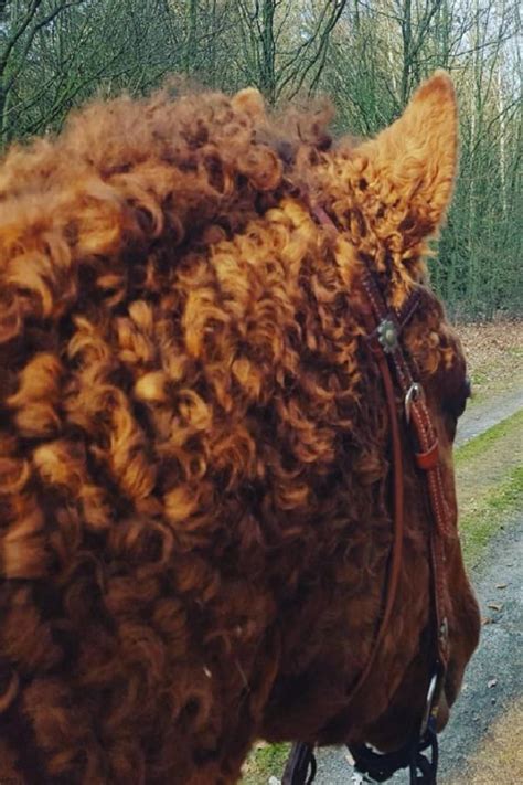 Curly Haired Horses Are Amongst The Handsomest Equine Worldwide Video