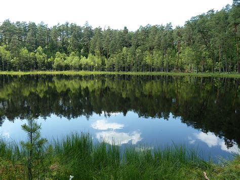 Moor Lake Nature Reserve Forest Free Photo On Pixabay Pixabay