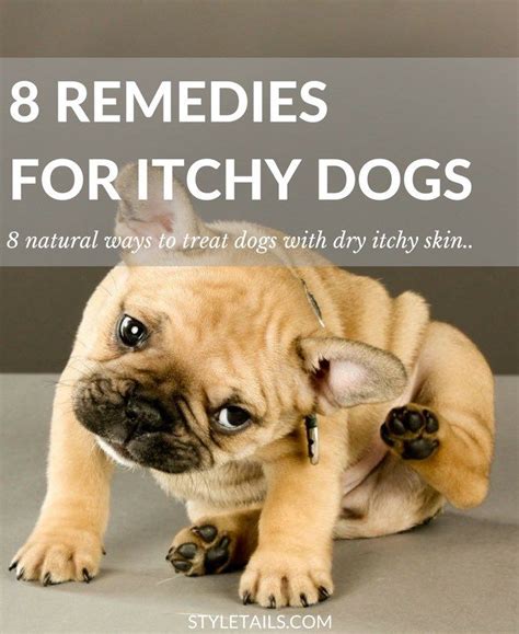 8 Natural Ways To Combat Dry Itchy Skin In Dogs Dog Dry Skin Itchy