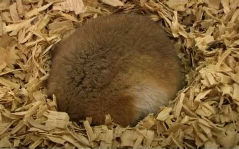 Hamster Hibernation Why Do They Hibernate And Do Pets