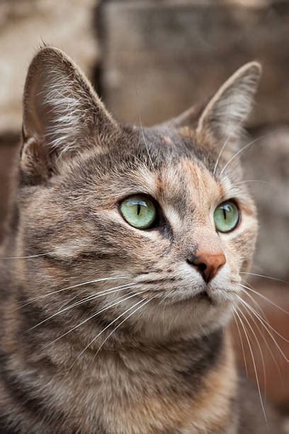 Torbie Cats Stock Photos Pictures And Royalty Free Images Istock