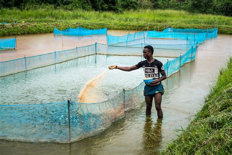 How To Start A Profitable Fish Farming Business In Ghana Gh Students