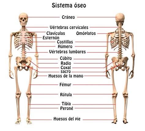 Resumen del Sistema Óseo órganos características función funcionamiento