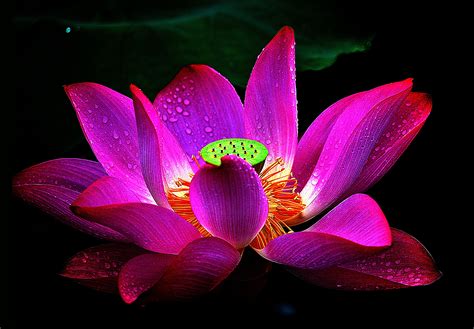 Flower Petals Drops Water Reflection Hd Wallpaper Lotus Flower