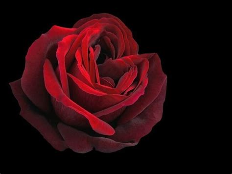 Rose rouge sur fond noir... - fish photos