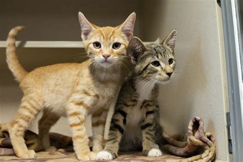 Why Are Two Kittens Better Than One Askhssa Humane Society Of