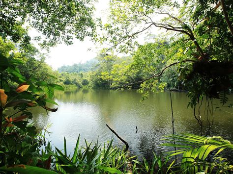 Trophic Landscape Jungle River Lake Water Rain Forest Lush
