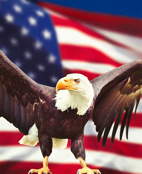 Best American Flag With Eagle Stock Photos Pictures And Royalty Free