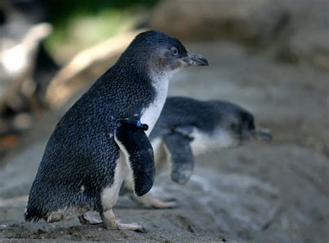 Little Blue Penguin Facts For Kids Fun Facts For Kids