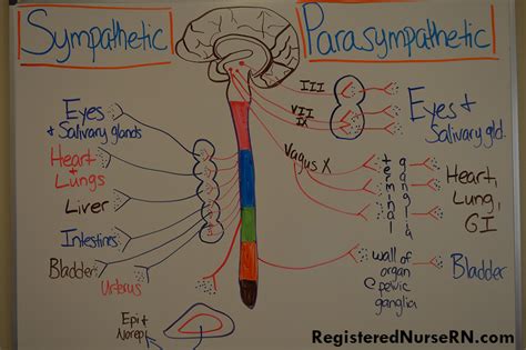 The sympathetic nervous system is one branch of the autonomic nervous system (the other branch is the parasympathetic nervous system). Sympathetic vs. Parasympathetic Nervous System (Includes ...
