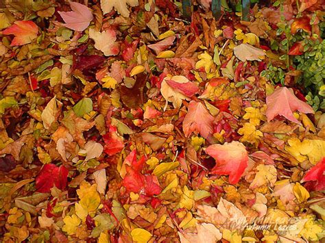 Fall Leaf Backgrounds Wallpaper Cave