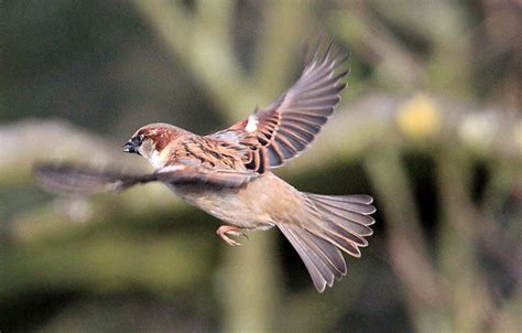 Flickriver Photoset House Sparrow By Big Al Strood