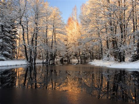 Winter Trees Covered With Snow Frozen Lake Background