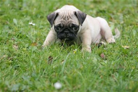 At first, babies need to eat about every 2 to 4 hours to help them get enough nutrition and to grow. How Often Do I Feed My Pug Puppy? - Pets