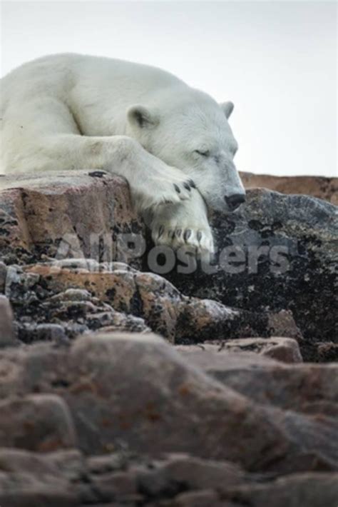 Polar Bear Sleeping Along Hudson Bay Nunavut Canada Photographic