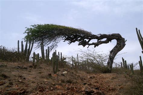 The 8 Most Amazing Trees In The World
