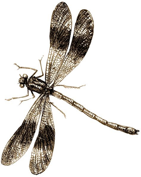 Dragonfly Scientific Drawing Free Download On Clipartmag