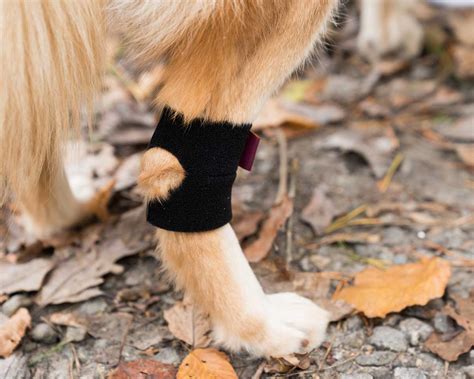 Ortho Dog Adjustable Knee And Leg Braces For Dogs