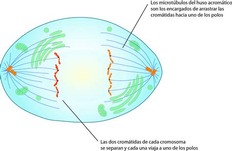 El Moderno Prometeo Ciclo Celular Mitosis