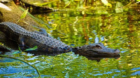 Alligator Facts - Gator Hunting Florida