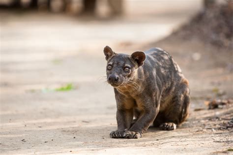 Things You Always Wanted To Know About Fossa Sex But Were Afraid To