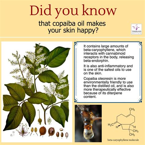 It aids in faster healing and accelerates it has been successfully used in aromatherapy for relaxation and mood enhancement. Copaiba Oil | Did You Know that Copaiba Oil Makes Your ...