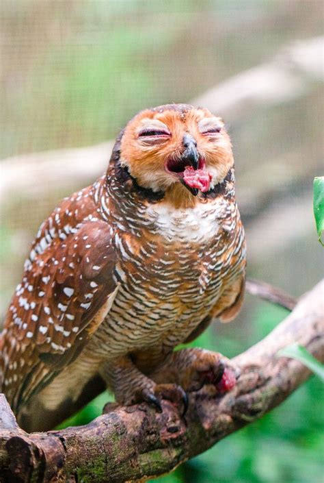 Smiling Owl By Cx Rex On 500px Owl Beautiful Birds Birds