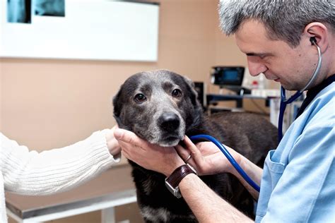 What Are The Symptoms Of Canine And Feline Cancers Aves