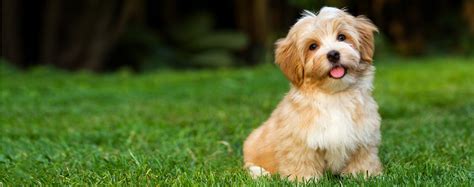 Havanese Breed Description History And Overview
