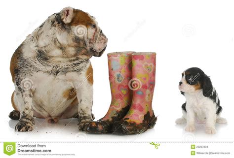 Dirty Dog Looking At Clean Dog Stock Photo - Image of happy, charles ...