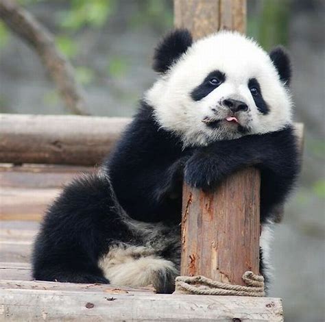 Lazy Panda Panda Panda Funny Baby Panda Bears