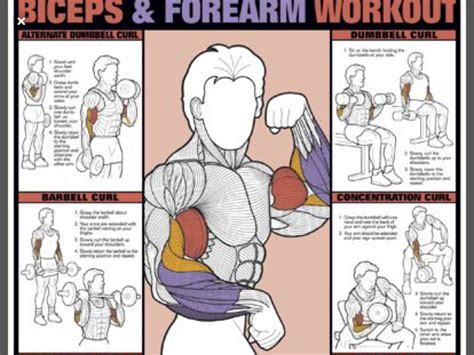 Pin By Ryan Duncan On Arm Workout Forearm Workout Workout Posters