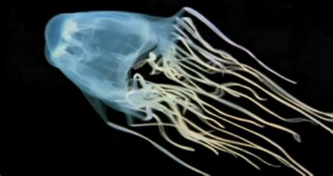Box Jellyfish New Antidote Trial For One Of Australias Most Venomous