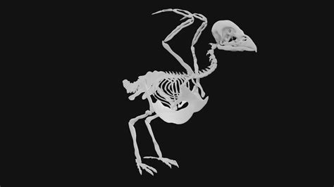 Sparrow Skeleton 3d Model Low Poly