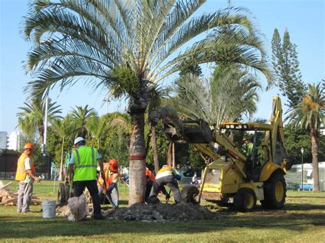 Palm Tree Trimming And Palm Tree Removal Delray Beach Pro Tree Trimming