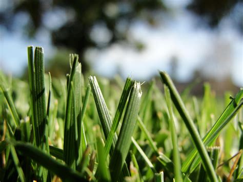 Another Grass Macro By Sajextryus On Deviantart