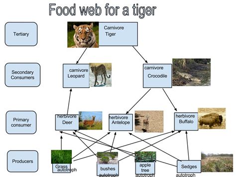 Food Web Tiger